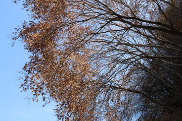 秋日树叶蓝天风景摄影