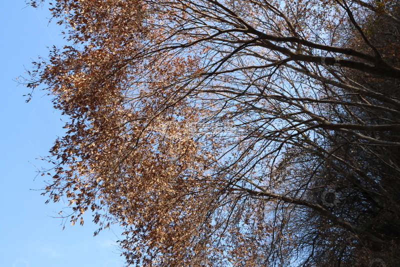 高清大图下载【趣麦麦图】秋日树叶蓝天风景摄影