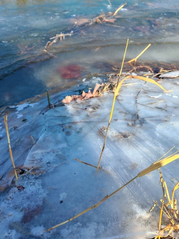 冬日冰面枯草景观