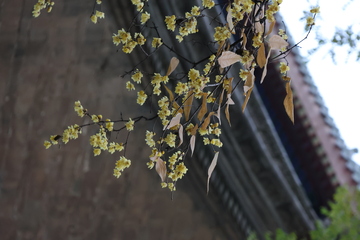 秋冬腊梅开古墙边