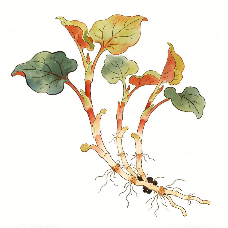 高清大图下载【趣麦麦图】折耳根绘画图片