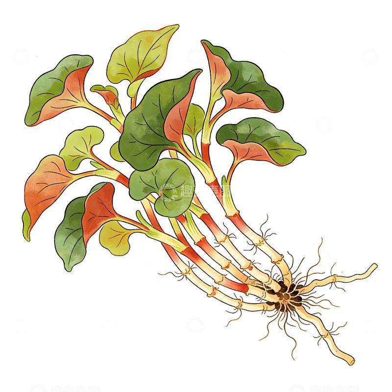 高清大图下载【趣麦麦图】鱼腥草折耳根