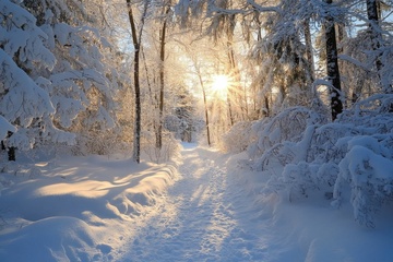 冬季森林雪景美景