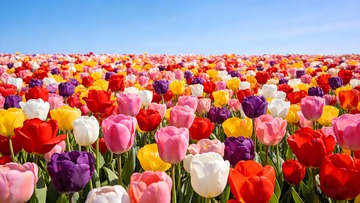 郁金香花海图片