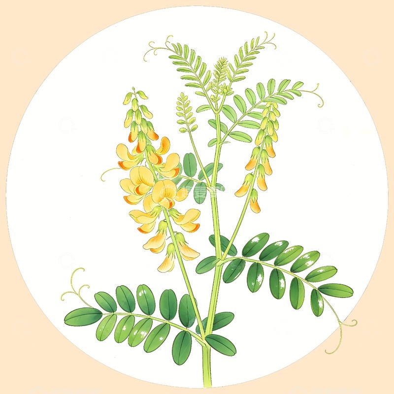 高清大图下载【趣麦麦图】中药黄芪叶子