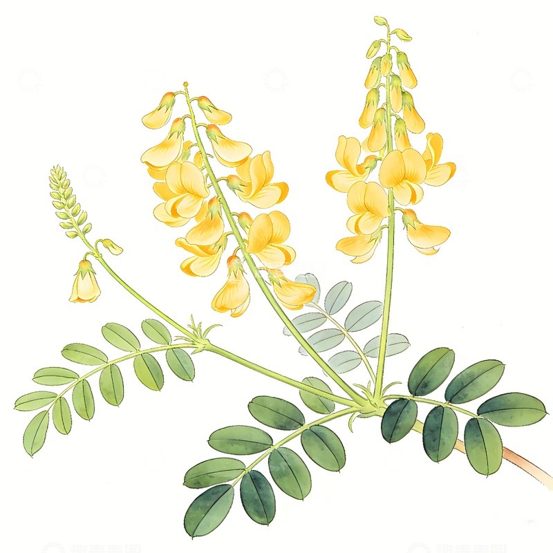高清大图下载【趣麦麦图】黄芪枝叶图片