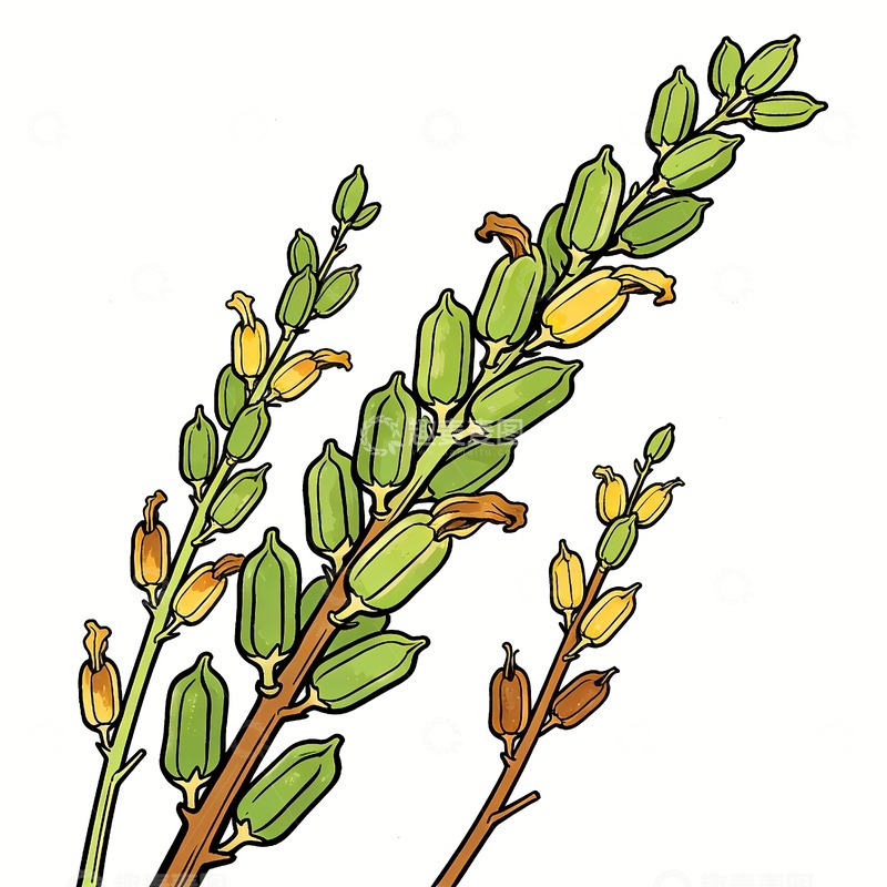 高清大图下载【趣麦麦图】芝麻绘画图片