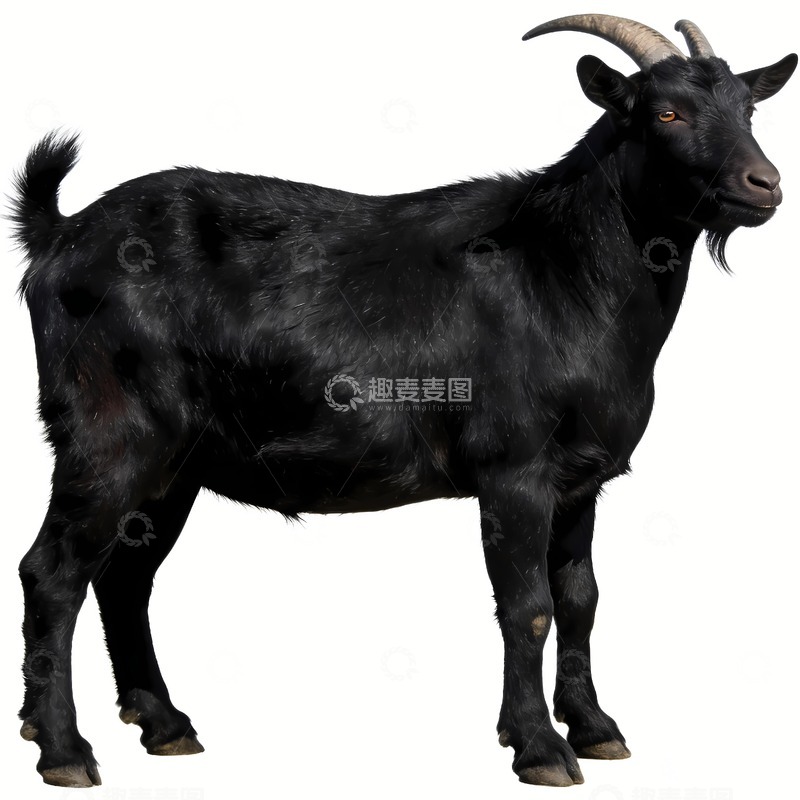 高清大图下载【趣麦麦图】一只黑山羊摄影