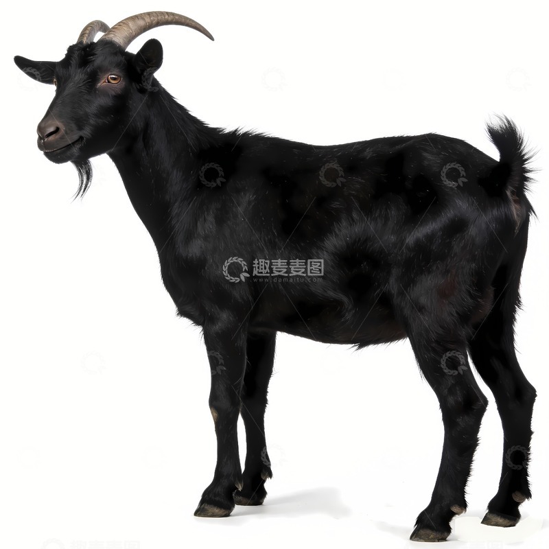 高清大图下载【趣麦麦图】一只健硕的黑山羊