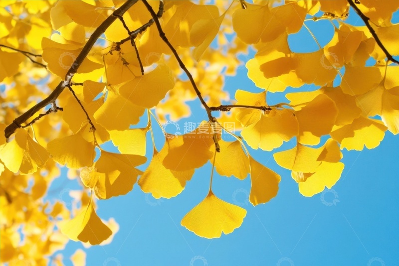 高清大图下载【趣麦麦图】金黄色的银杏树叶摄影