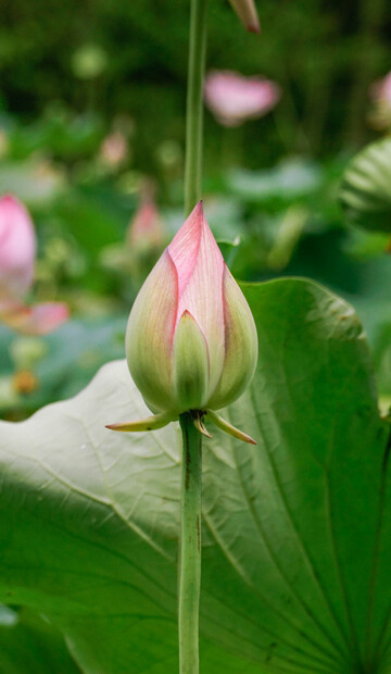 荷花苞未开绿意浓