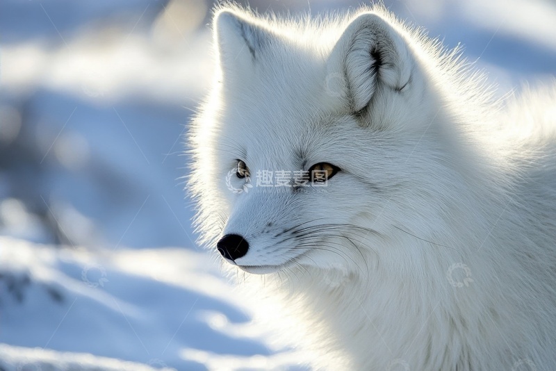 高清大图下载【趣麦麦图】冬季的一只白色雪狐