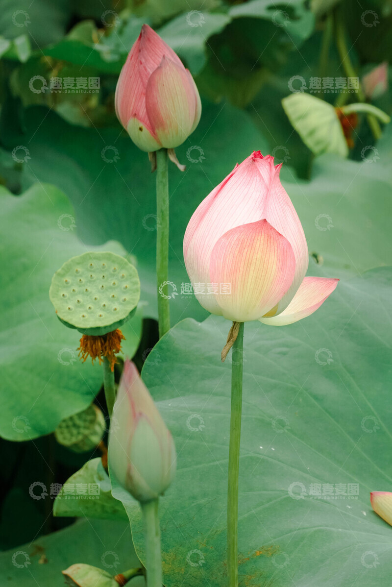 高清大图下载【趣麦麦图】-粉绿荷花花苞自然美景摄影