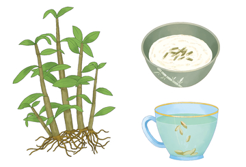 药食同源石斛插画