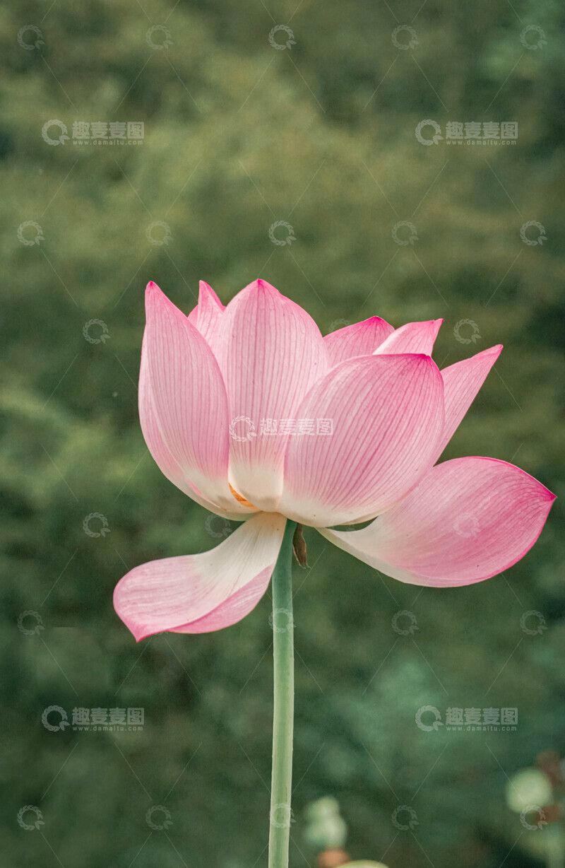 高清大图下载【趣麦麦图】清新荷花盛开自然风光摄影图片