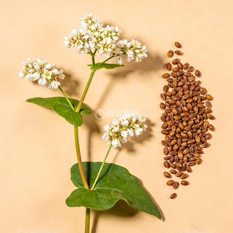 高清大图下载【趣麦麦图】荞麦与种子实景