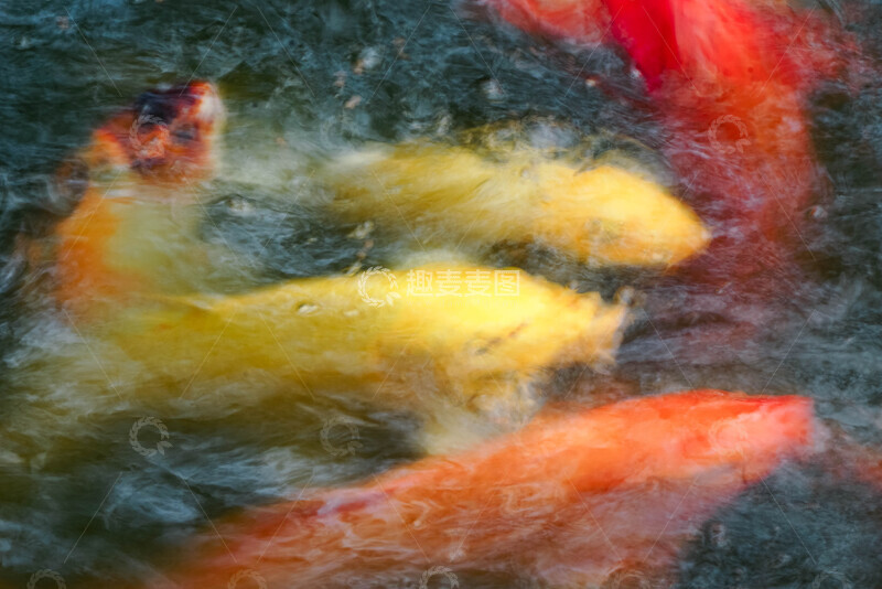 高清大图下载【趣麦麦图】池塘中游动的彩色锦鲤摄影