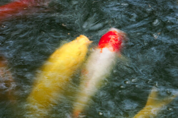 水中彩色锦鲤戏水摄影