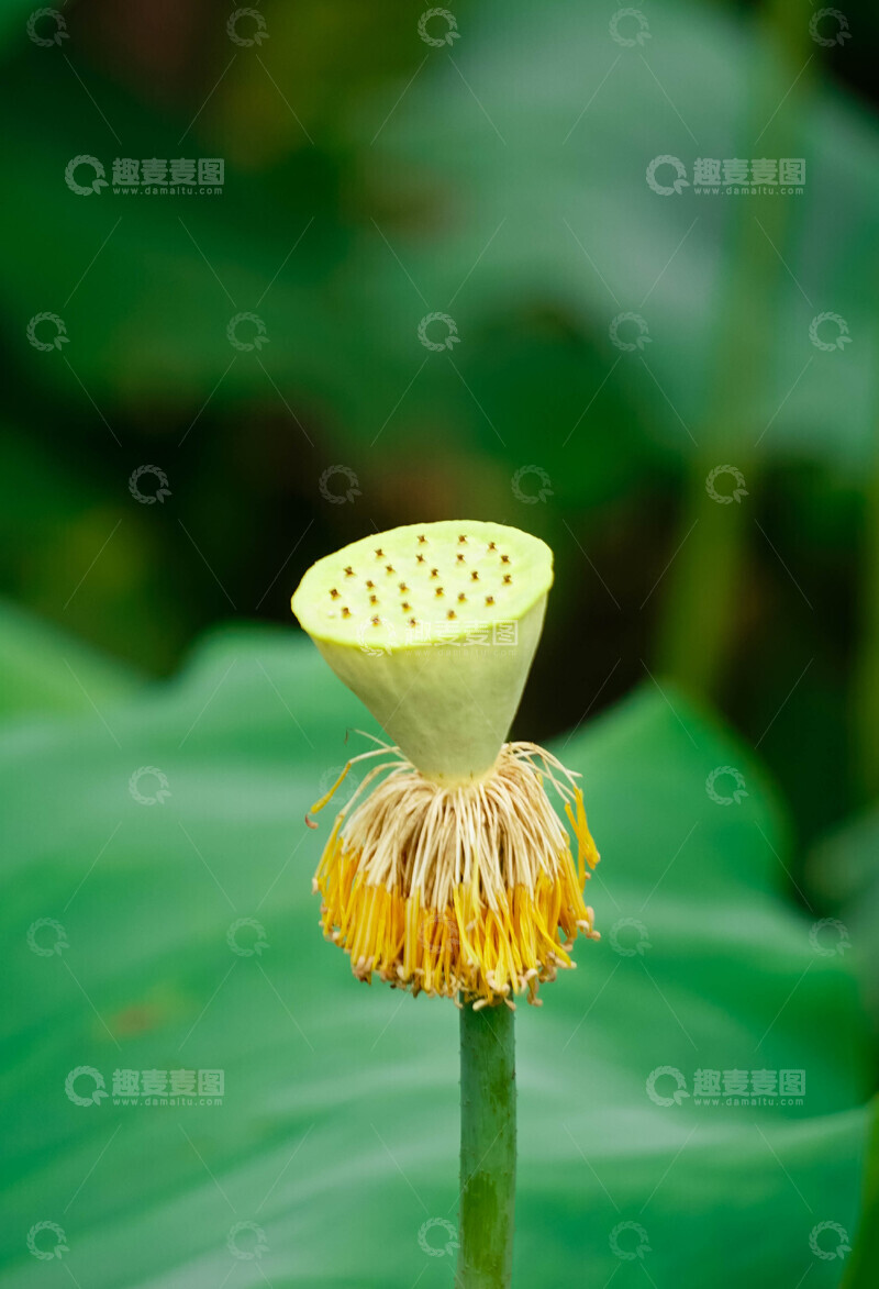高清大图下载【趣麦麦图】荷塘间莲蓬生长摄影