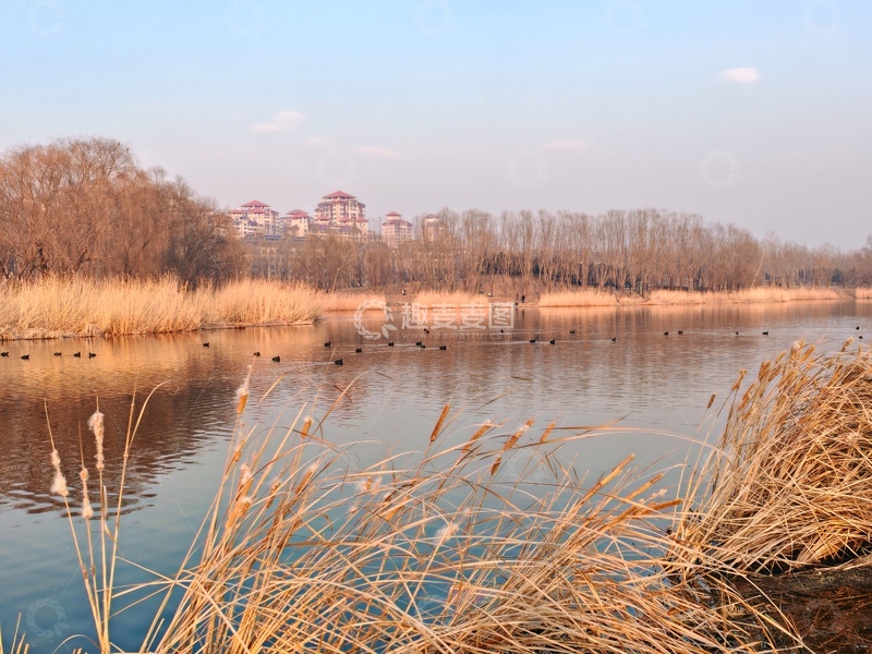 高清大图下载【趣麦麦图】湖畔秋色芦苇建筑风光