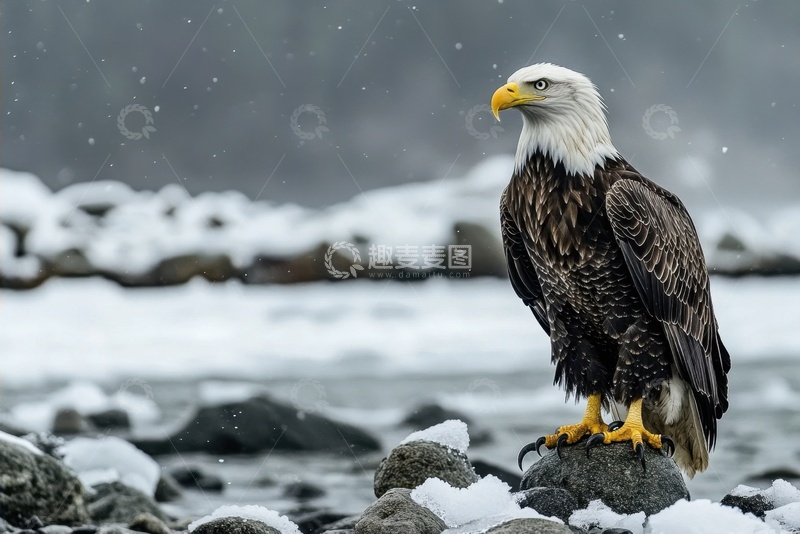 高清大图下载【趣麦麦图】站在河边石块上的一只老鹰