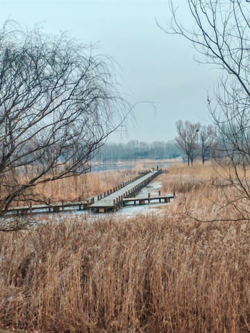 冬日湿地木桥景