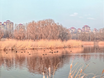 城市湖畔冬日风光