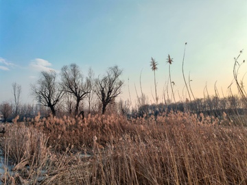 冬日芦苇自然风光摄影图