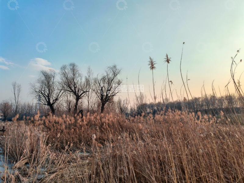 高清大图下载【趣麦麦图】冬日芦苇自然风光摄影图
