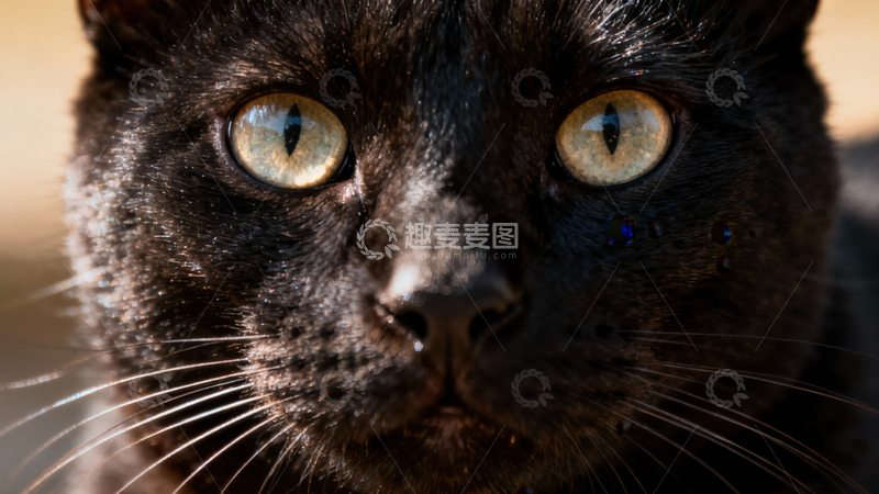 高清大图下载【趣麦麦图】可爱黑猫023