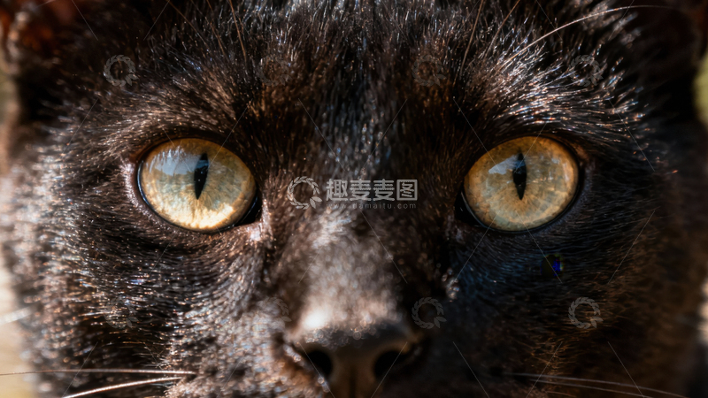 高清大图下载【趣麦麦图】可爱黑猫024