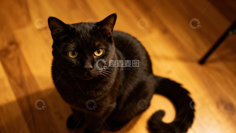 高清大图下载【趣麦麦图】可爱黑猫029