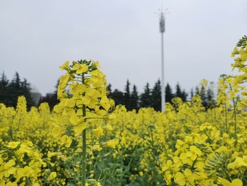一大片油菜花