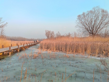冬日湿地木桥风光