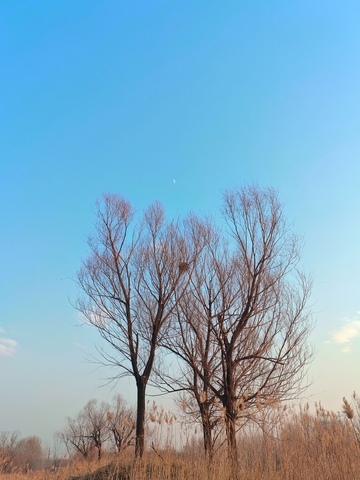 冬日枯树蓝天美景