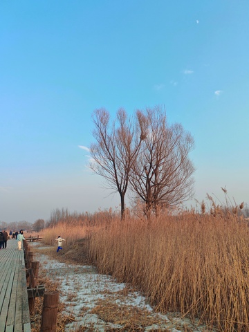 冬日芦苇栈道景观