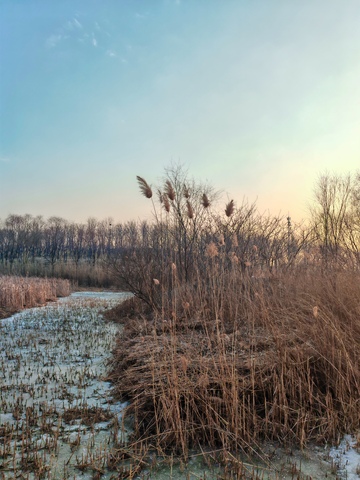 冬日荒野芦苇景