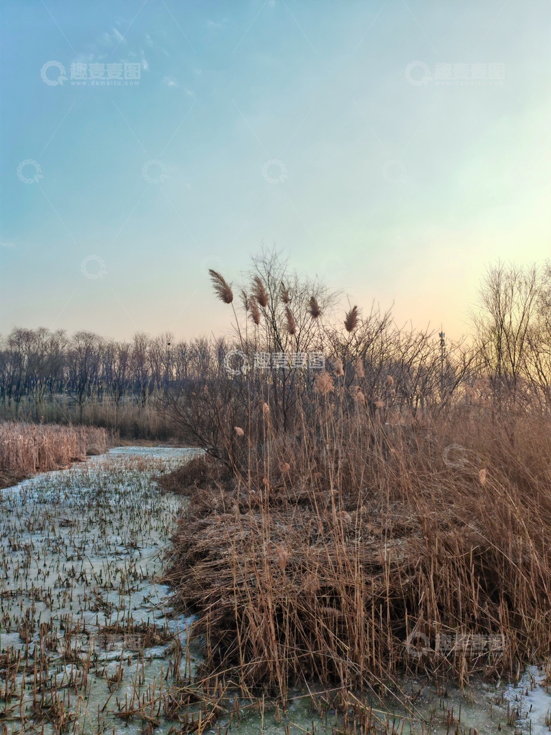 高清大图下载【趣麦麦图】冬日荒野芦苇景