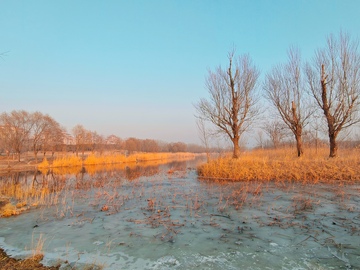 冬日湖畔树木自然景观
