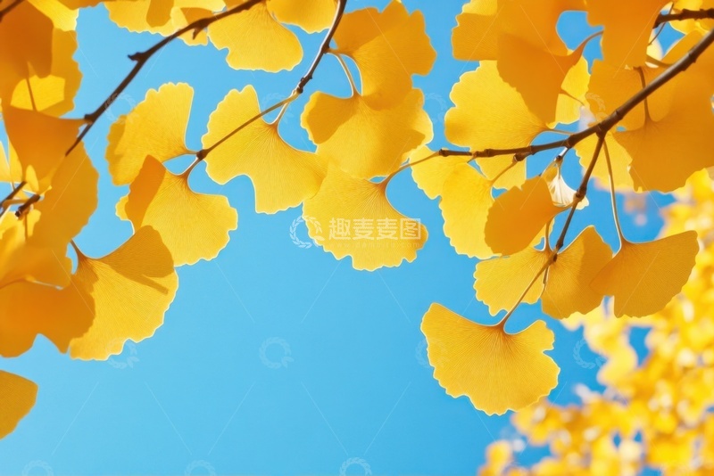 高清大图下载【趣麦麦图】蓝天下的银杏树树叶