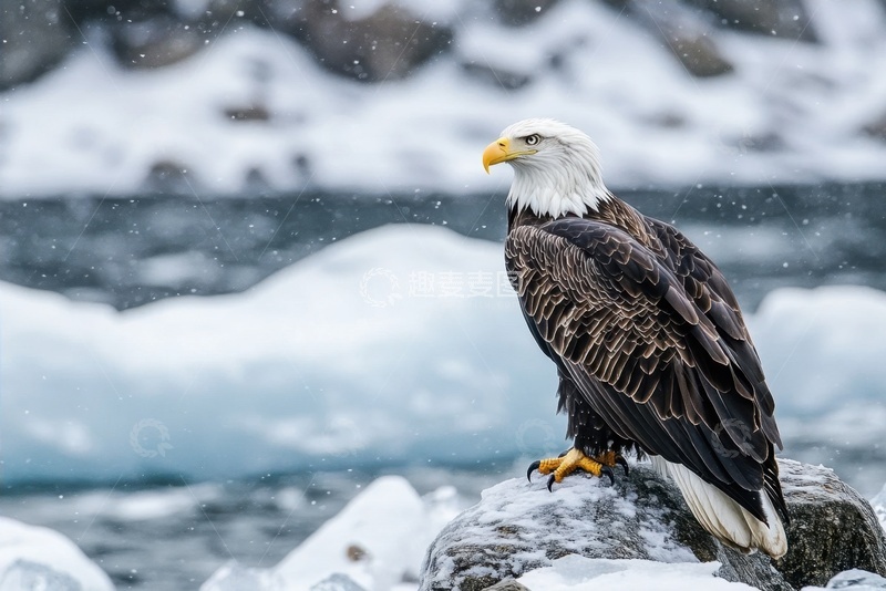 高清大图下载【趣麦麦图】冬季站在石块上的一只老鹰
