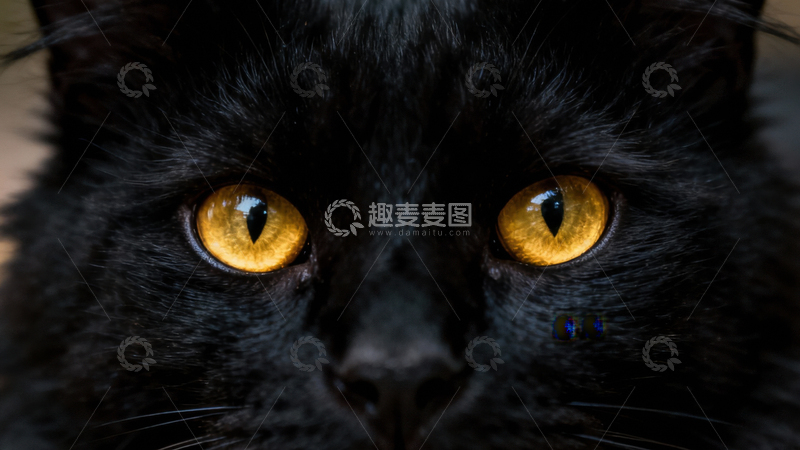 高清大图下载【趣麦麦图】可爱黑猫036