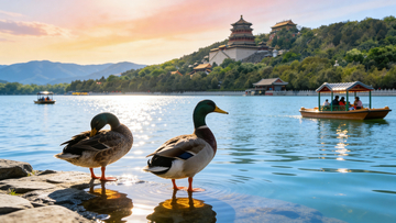 湖边鸭子戏水远处古楼