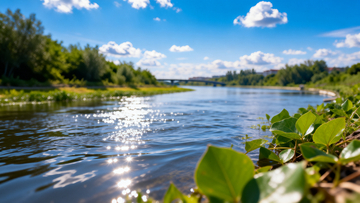 河边水草闪阳光远处桥连绿树