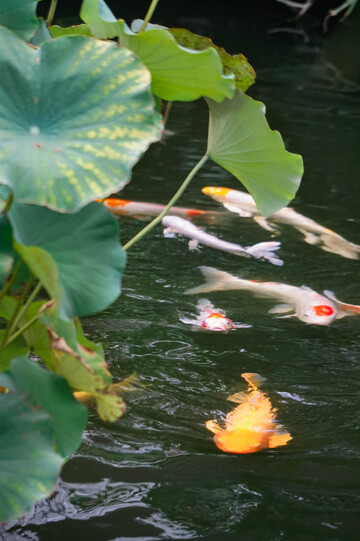 荷花锦鲤池塘景观摄影