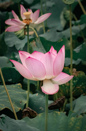 荷塘间残荷摄影图片