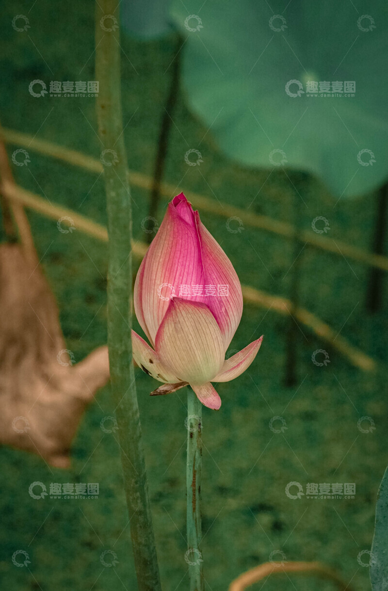 高清大图下载【趣麦麦图】荷塘初绽粉荷摄影图片