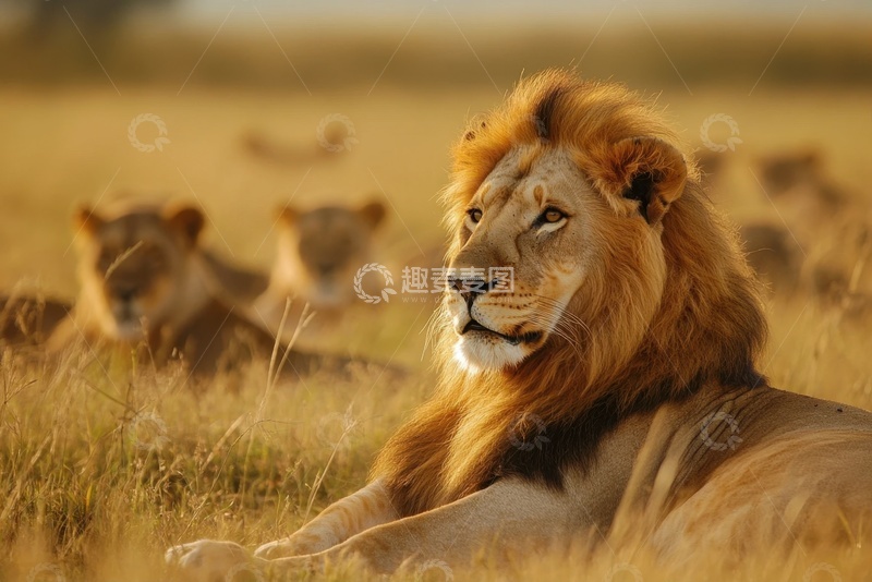 高清大图下载【趣麦麦图】草原上趴着的一头狮子
