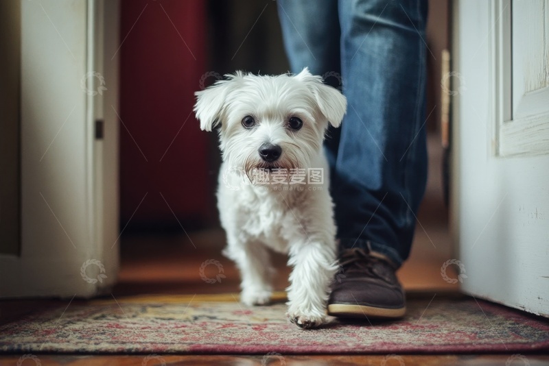 高清大图下载【趣麦麦图】房间里的可爱小白狗