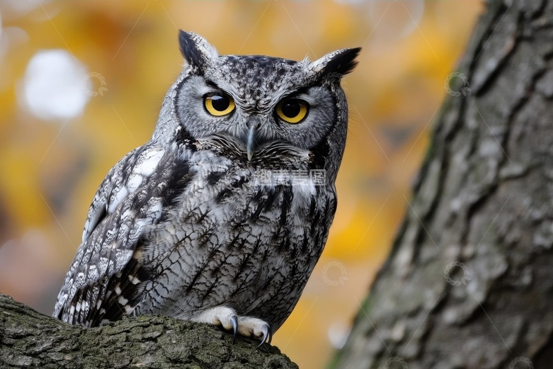 高清大图下载【趣麦麦图】灰色的一只猫头鹰